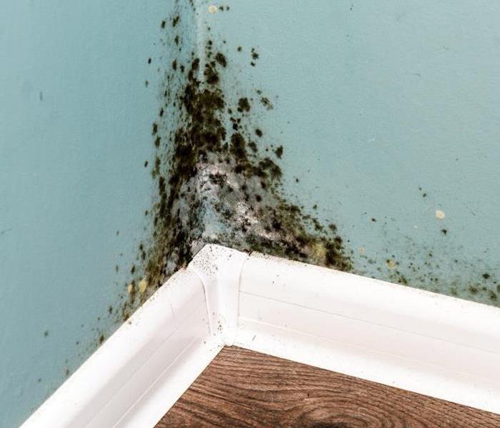 mold growth in Shakopee home